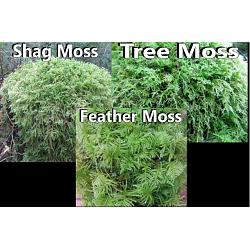 Sample Case Of Live Moss, 10 Square Feet